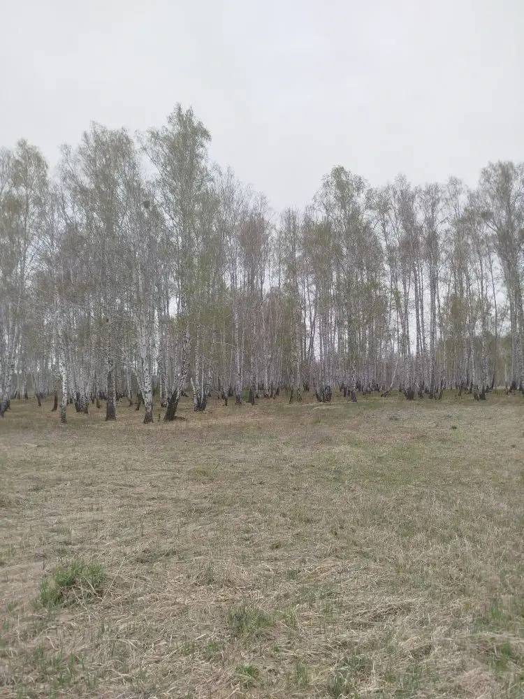 Земельный участок по адресу 456503, Челябинская обл, р-н Сосновский, д Шимаковка, строительный участок №533, кадастровый номер 74:19:0105001:94, площадь 1000 кв.м., размер доли в праве 1/2.