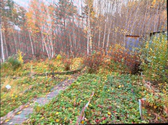 Земельный участок, площадь 636 +/-9 кв.м., назначение: Земли сельскохозяйственного назначения, адрес (местонахождение): Российская Федерация, Республика Бурятия, м.р-н Прибайкальский, с.п. Татауровское, п. Еловка, тер. СНТ Якорь, з/у 17, кадастровый (условный) номер: 03:16:530107:635