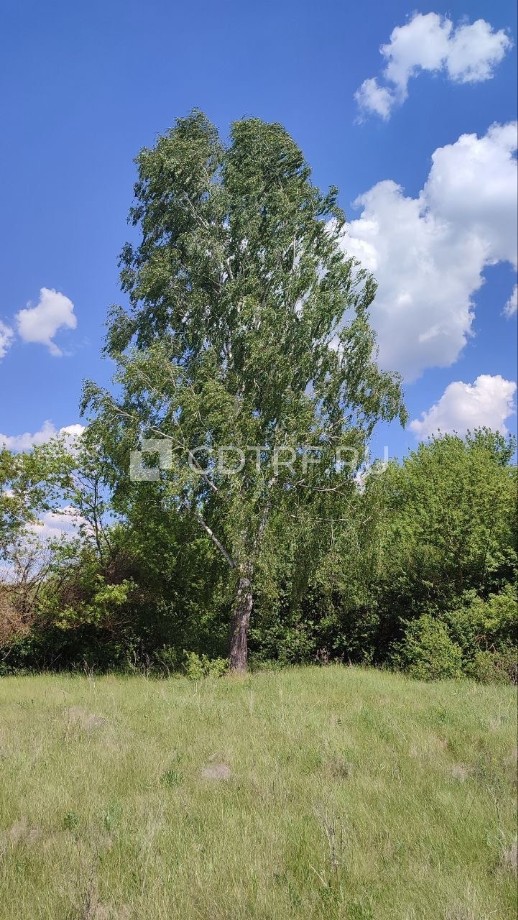 Лот№1. Балашов С.В. Жилой дом с земельным участком. Курская обл.