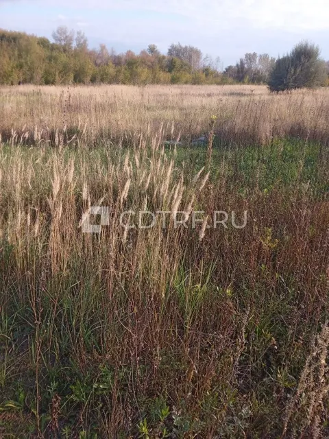 Карапетян Д.А. Земельный участок, (село Черноречье, кадастровый номер: 63:17:0803008:3666)