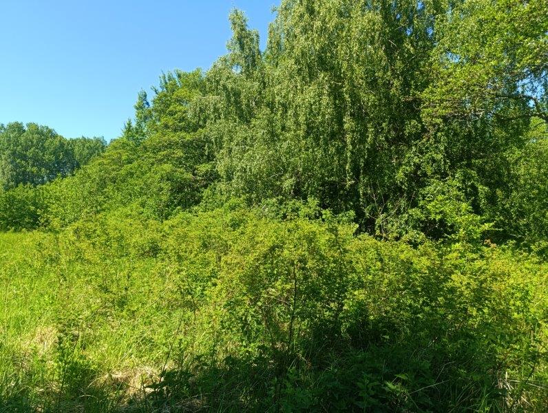 Лот №5, Земельный участок - 52 394 +/- 2 003 кв. м, местоположение: находится примерно в 4,4 км по направлению на северо-запад от ориентира, почтовый адрес ориентира: Калининградская обл., Гурьевский р-н, п. Голубево, кадастровый номер 39:03:080814:133, земли населенных пунктов - для строительства малоэтажной застройки