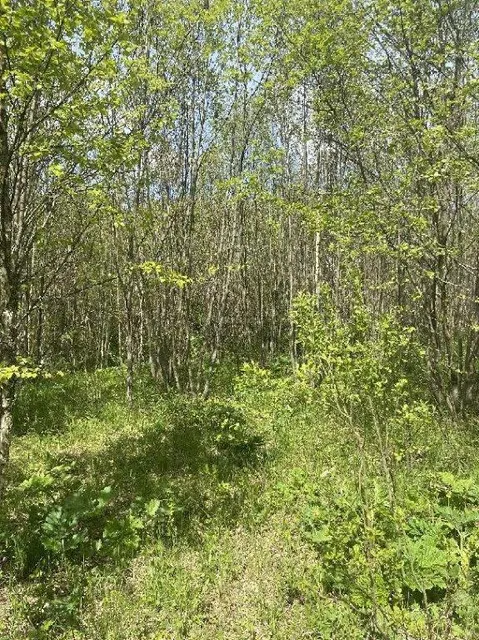 Земельные участки (16 поз.) - 52 310 +/- 162 кв. м, адрес: Ярославская обл., Переславский р-н, с/о Глебовский, вблизи дер. Большое Пальцино, ДНП «Союз дачников»