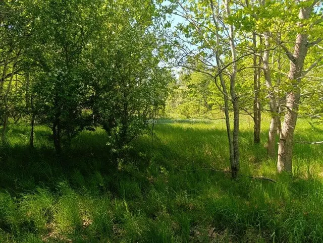 Лот №2, Земельный участок - 25 009 +/- 1 384 кв. м, адрес: местоположение установлено относительно ориентира, расположенного за пределами участка, ориентир населенный пункт, участок находится примерно в 4,3 км, по направлению на северо-запад от ориентира, почтовый адрес ориентира: Калининградская обл., Гурьевский р-н, п. Голубево