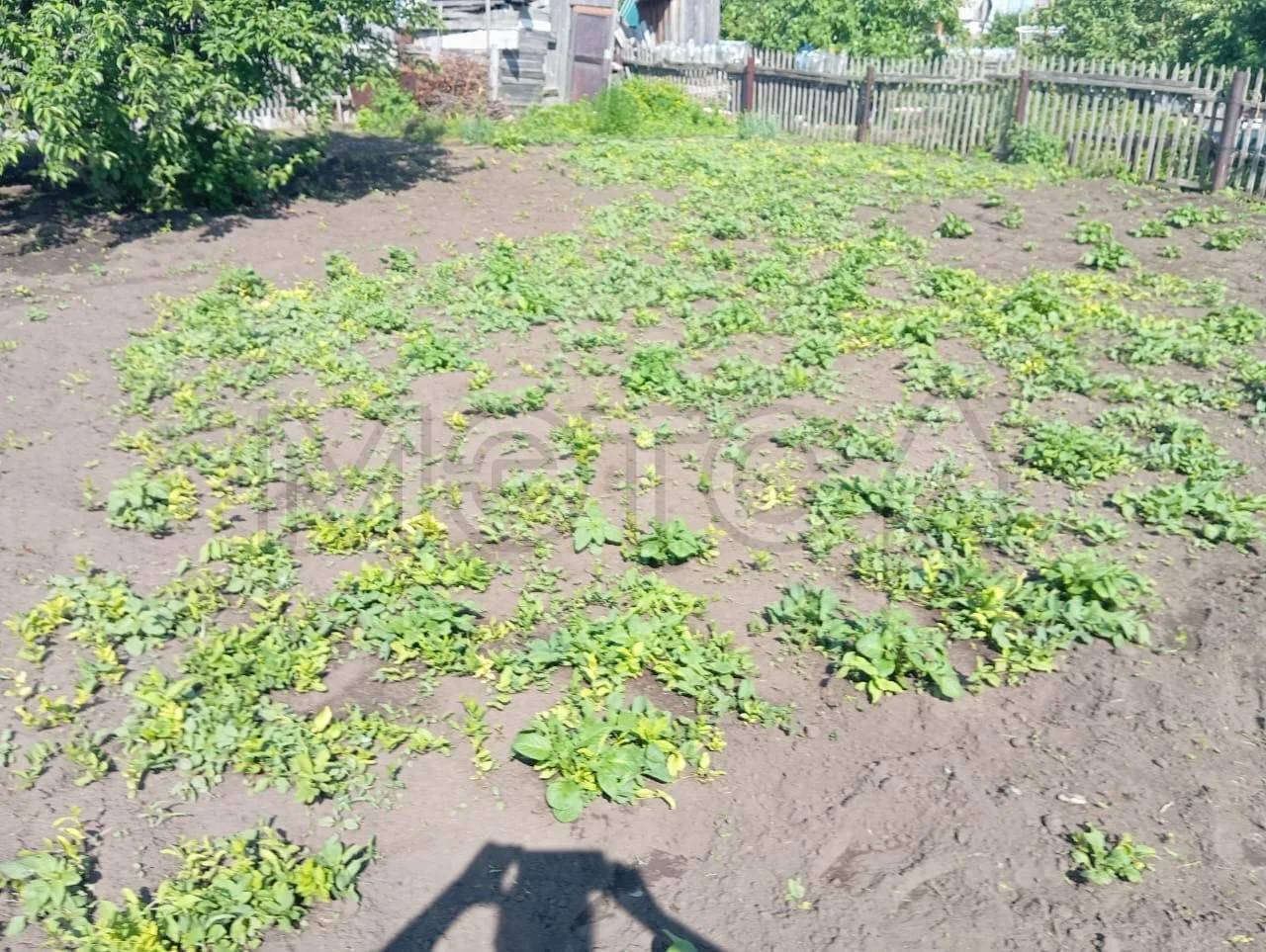 Земельный участок в Новосибирской обл., 554 кв.м.
