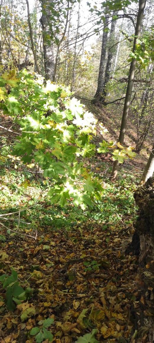 Земельный участок в Калужской обл., 5000 кв.м