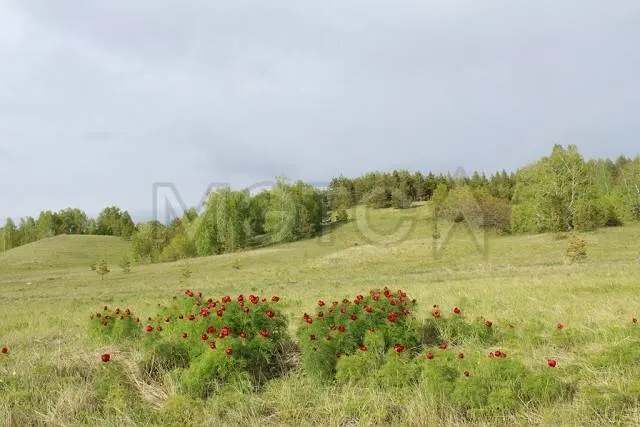 Доли в земельных участках с/х назначения в Ульяновской обл.