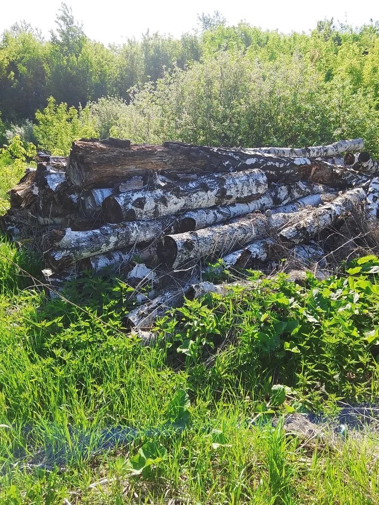 Бревна берёзовые 95 штук