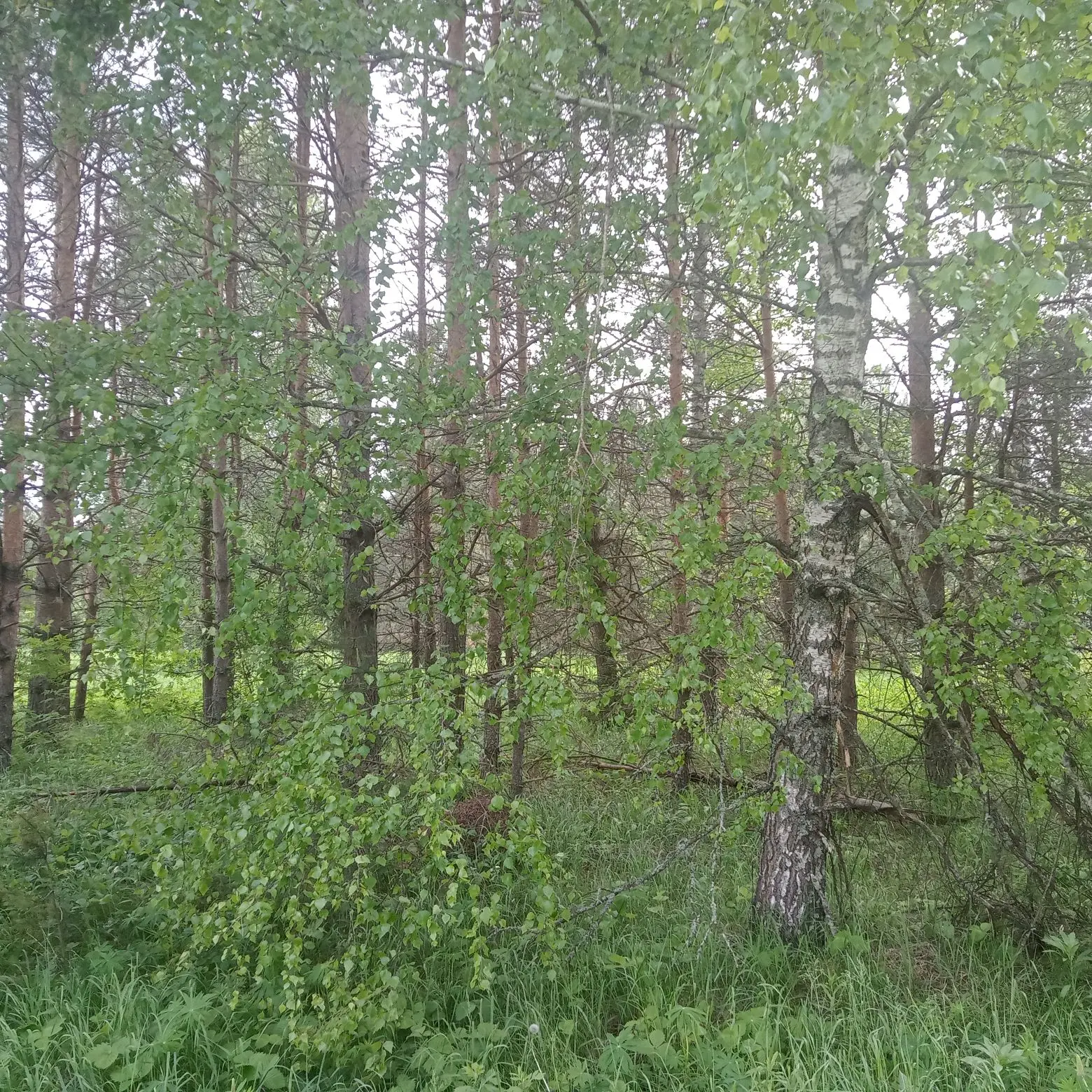 Аукцион в отношении земельного участка с КН 50:30:0030305:2650