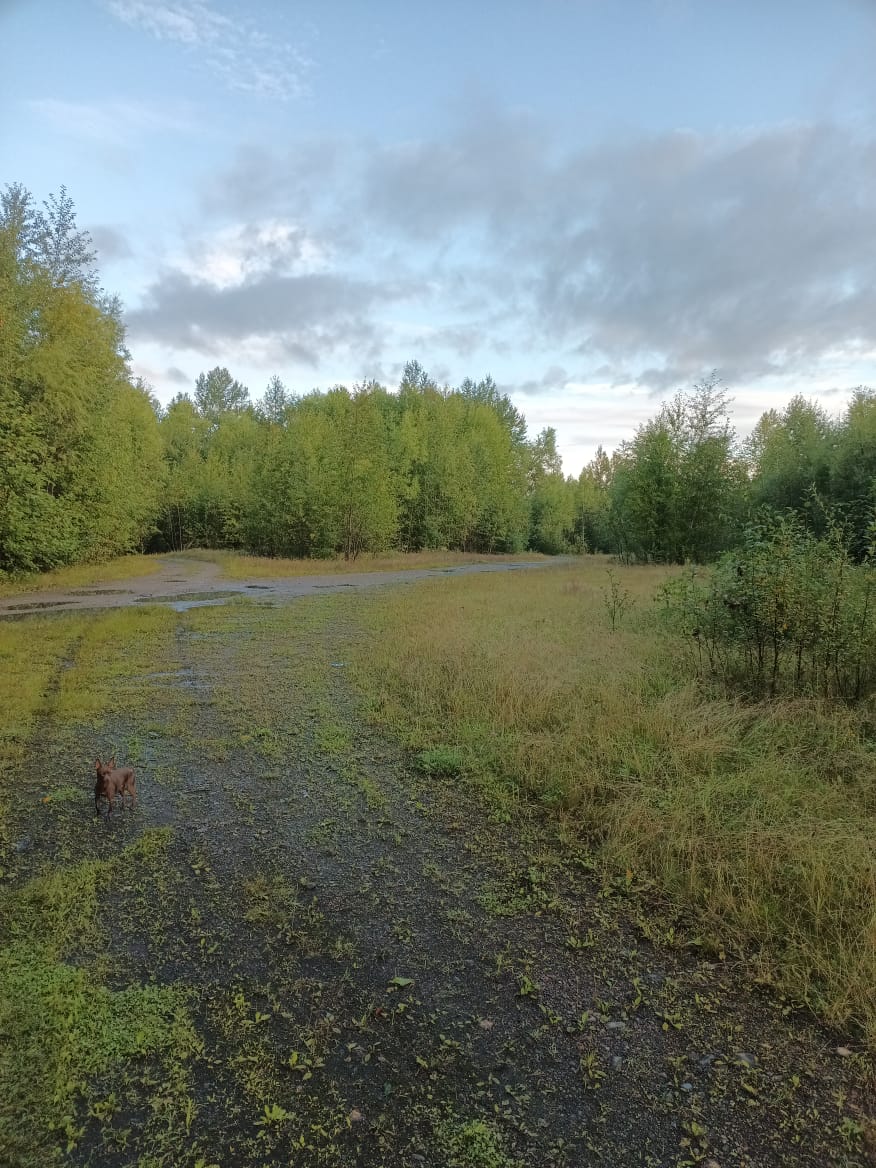 Нежилое здание (пожарное депо (гараж)) площадью 401,6 кв. м, кадастровый номер 27:05:0604001:325; сооружение (высоковольтная линия) протяженностью 679 м, кадастровый номер 27:05:0604001:88; подъездная автодорога протяженностью 862 м, кадастровый номер 27:05:0604001:95 местонахождение: Хабаровский край, Верхнебуреинский р-н, п. ЦЭС, ул. Нефтебазовая, д.1.