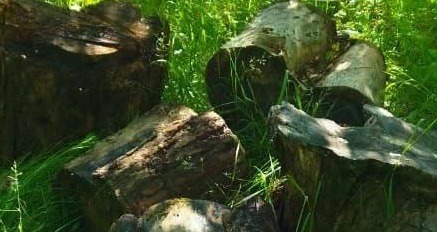 Чурки древесины породы сосна-25шт Часть ствола дерева породы сосна длиной 8,3 м. Общий объем 3,15 м3. Срублено в феврале 2022года. Хранился на открытой площадке, почернел, кора отслаивается. Находится Красноярский край, Енисейский район, п. Новокаргино, на данный момент состояние ухудшилось.(2267/25)