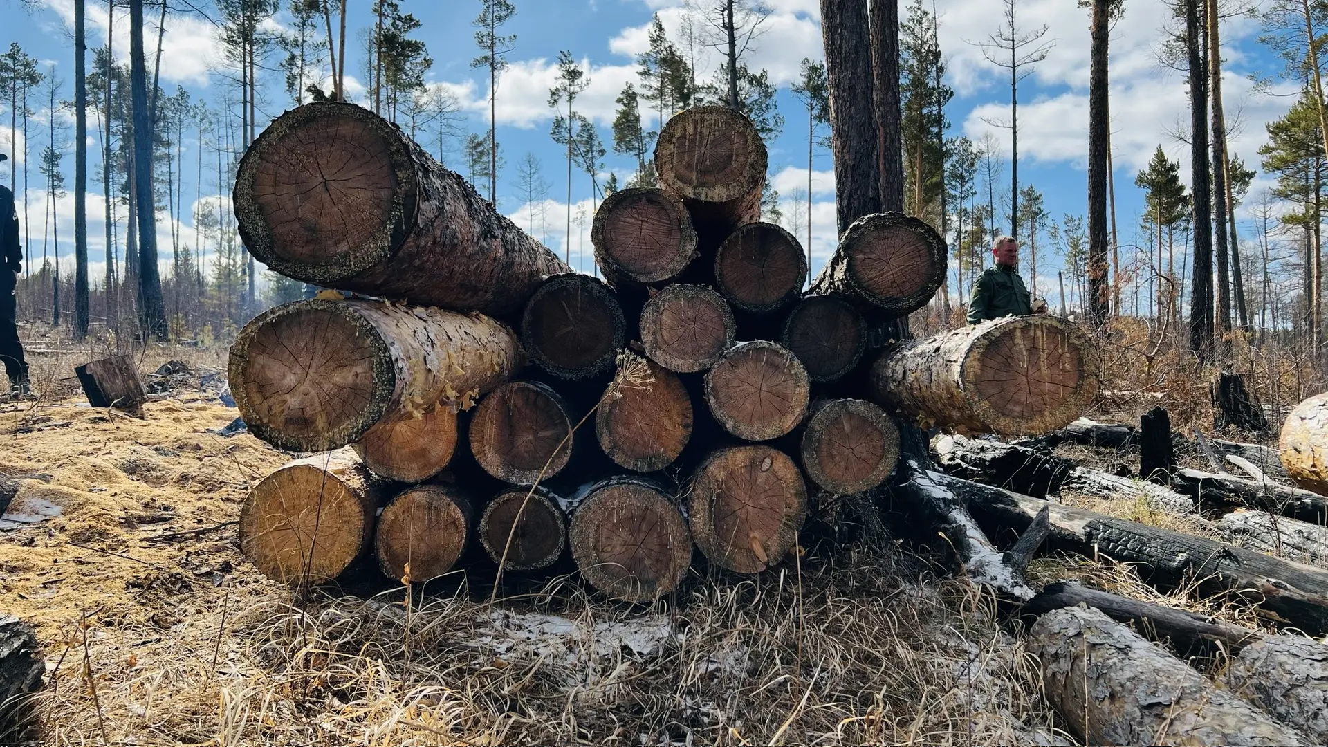 Древесина (вещественные доказательства)
