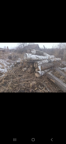 Древесина (вещественные доказательства)