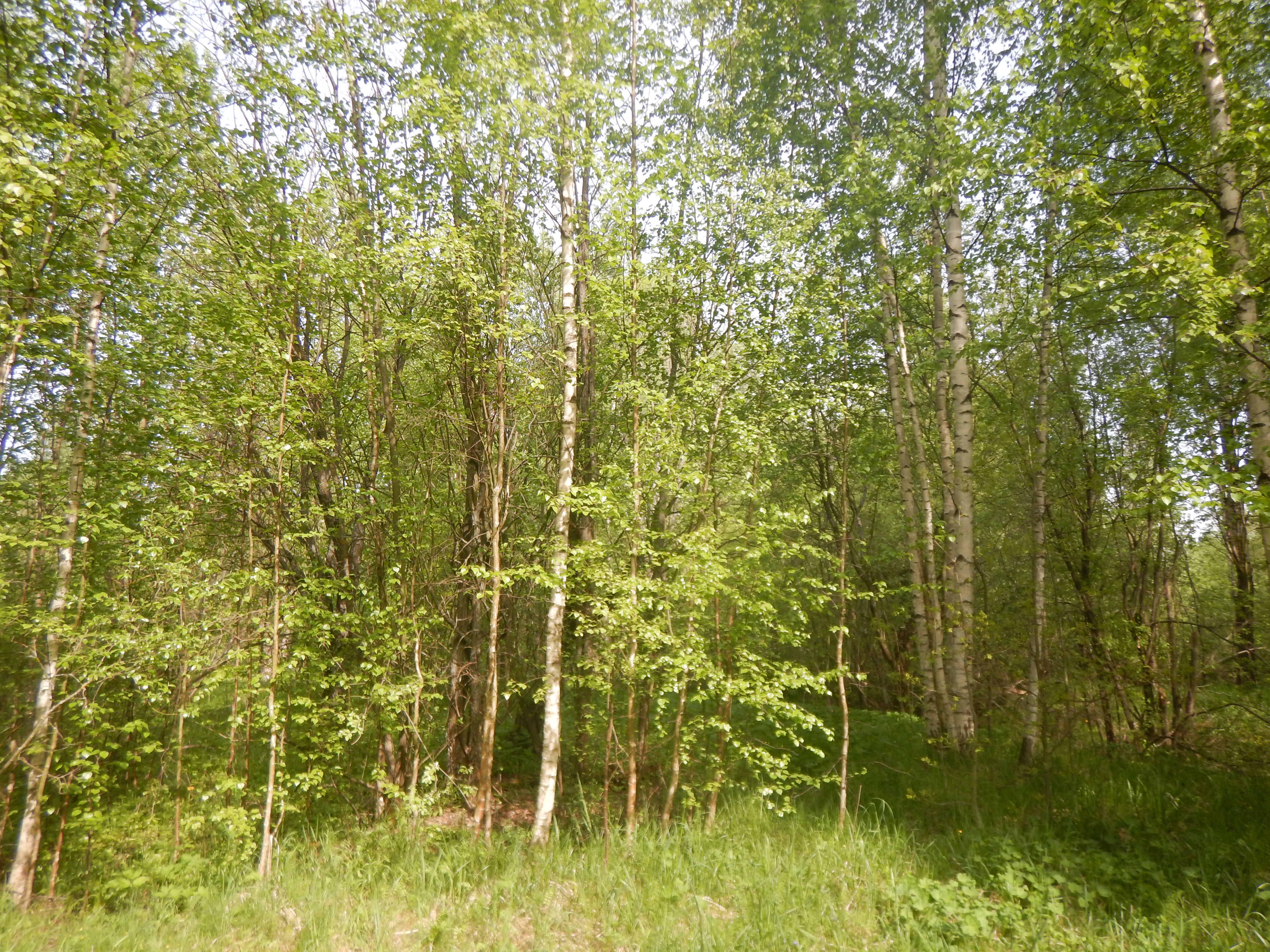 Электронный аукцион по продаже земельного участка для индивидуального жилищного строительства по адресу: Российская Федерация, Санкт-Петербург, внутригородское муниципальное образование Санкт-Петербурга поселок Понтонный, Корчминская улица, земельный участок 6
