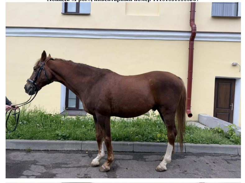 Лошадь «Грог»