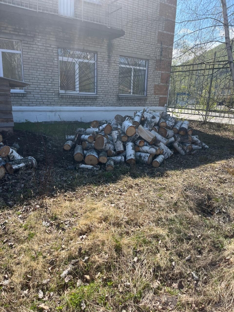 Древесина (вещественные доказательства)