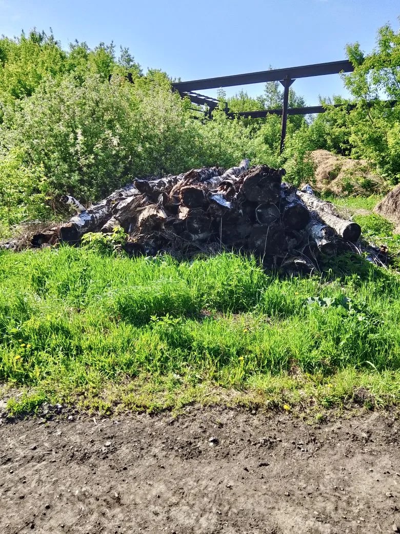 Бревна берёзовые  95 штук