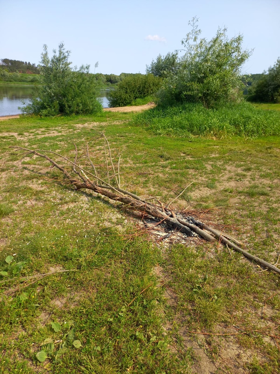 Древесина породы (Ива) ветлая 29.46 куб.м.