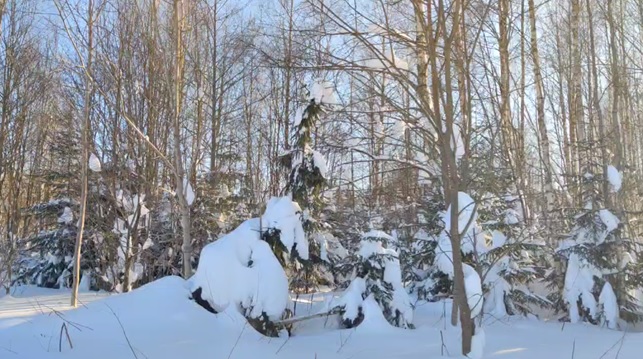 Аукцион в отношении земельного участка с КН 50:14:0010308:328