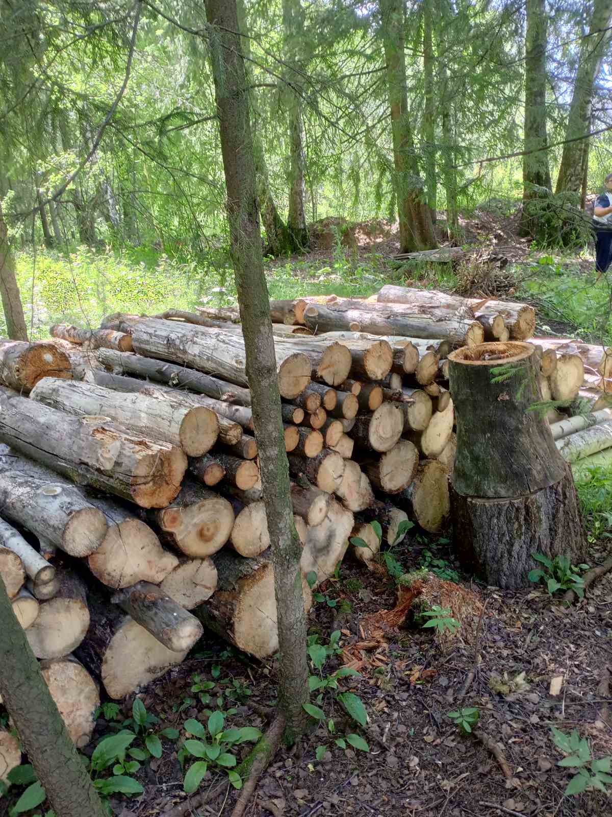 Древесина пород осина, ель, сосна и иной породы в виде деревьев, срубов, фрагментов стволов (годные остатки)