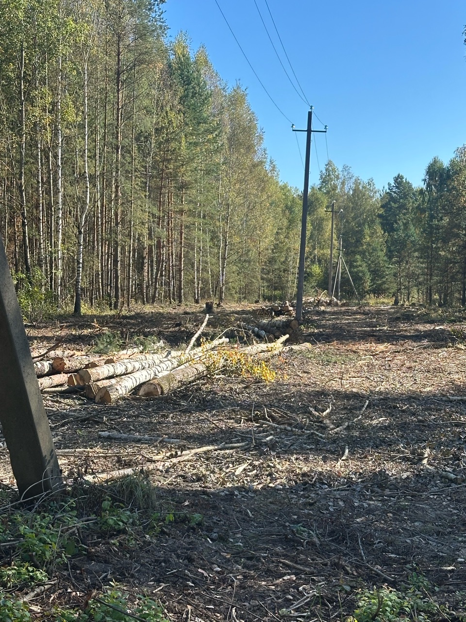 Объем древесины составляет 251,0 куб.м. в том числе по породам: Сосна-77,0 куб.м, из них деловая - 68,0 куб.м, (крупная 23,0 куб.м, средняя - 35,0 куб.м, мелкая - 10,0 куб.м), дровяная - 9,0 куб.м.; Береза: 88,0 куб.м, из них деловая - 42 куб.м, (крупная - 7,0 куб.м, средняя - 21,0 куб.м, мелкая - 14,0 куб.м), дровяная - 46,0 куб.м; Осина - 77,0 куб.м, из них деловая 34,0 куб.м, (крупная - 14,0 куб.м, средняя - 19,0 куб.м, мелкая - 1,0 куб.м), дровяная - 43,0 куб.м;) Ель - 9,0 куб.м, из них де