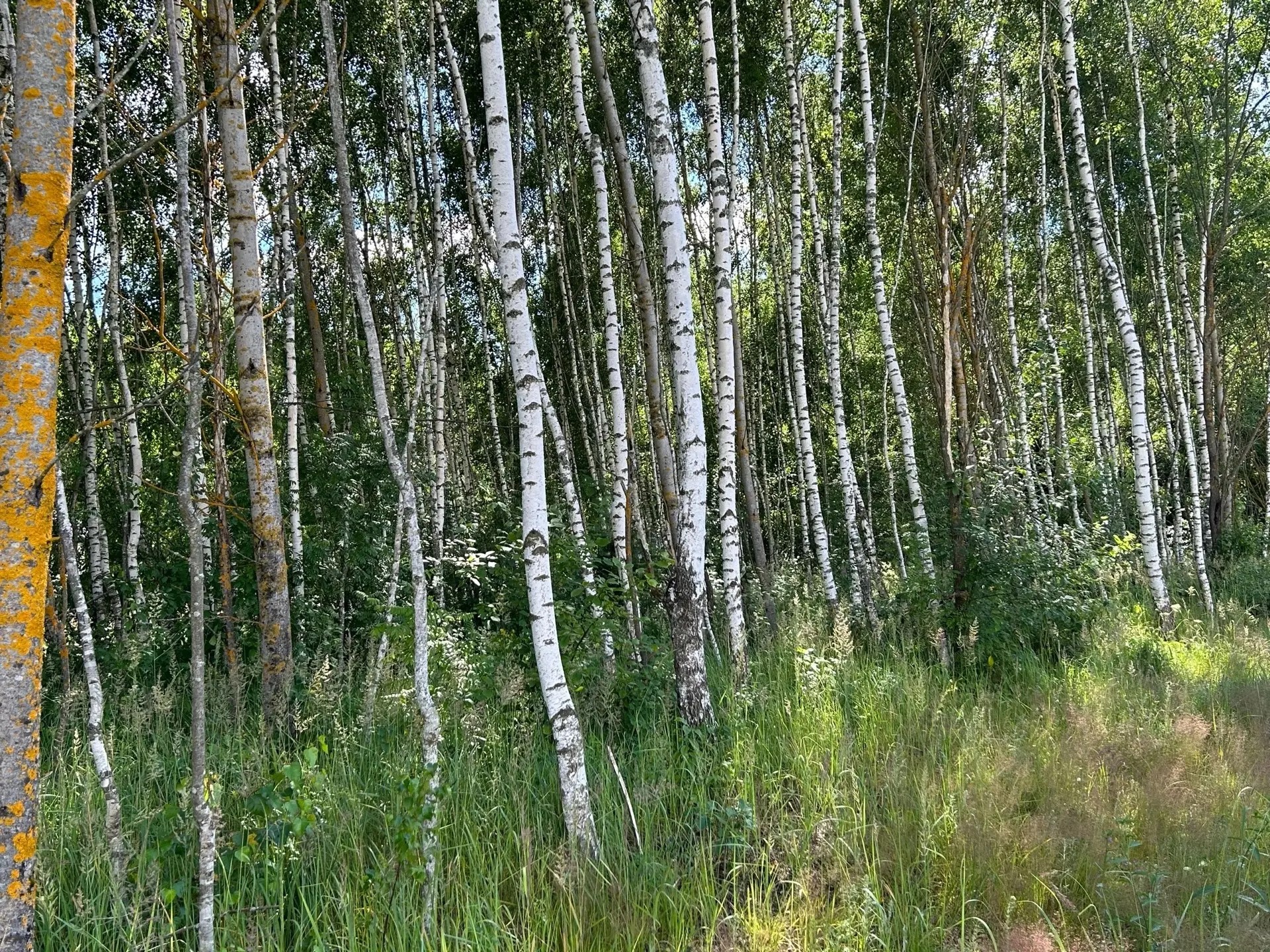 Аукцион в отношении земельного участка с КН 50:25:0000000:31092