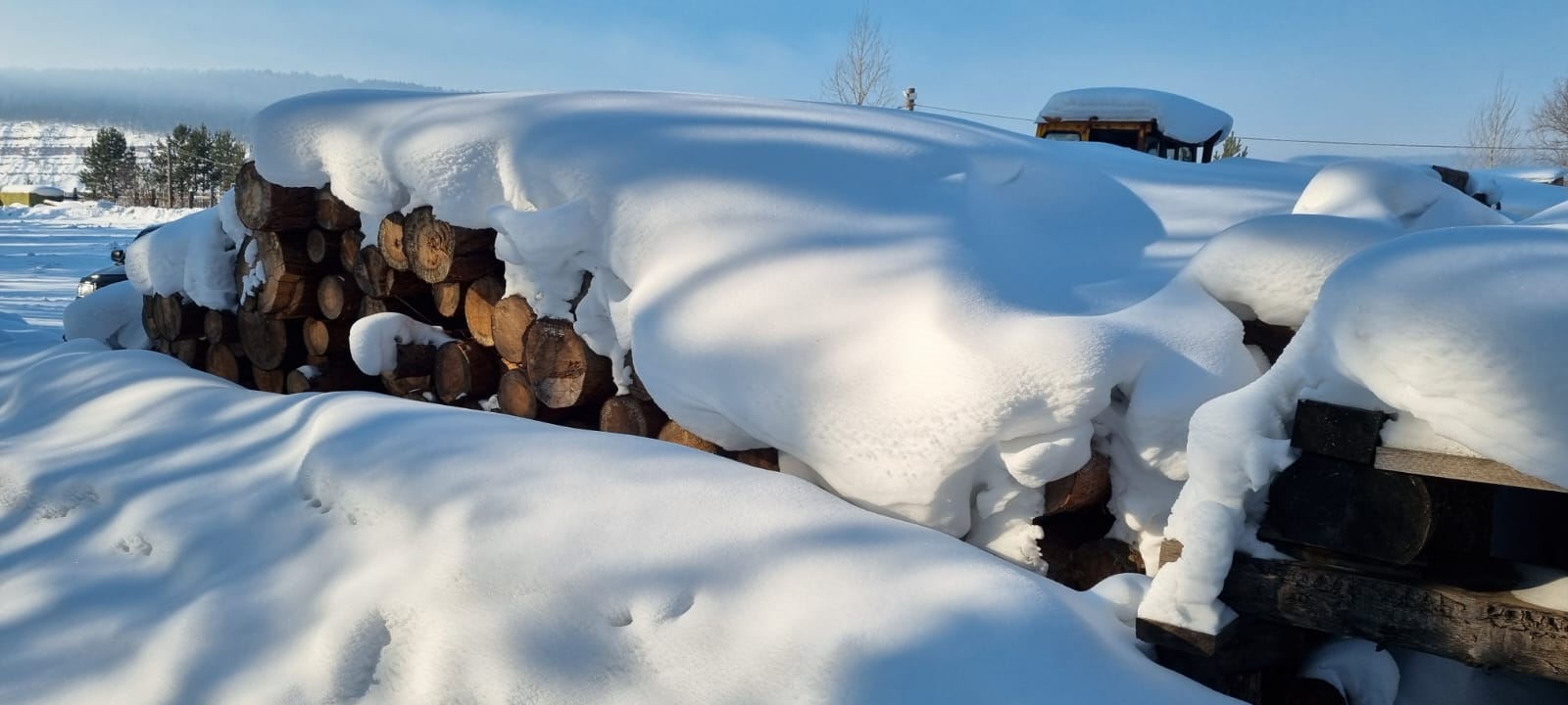 Древесина (вещественные доказательства)