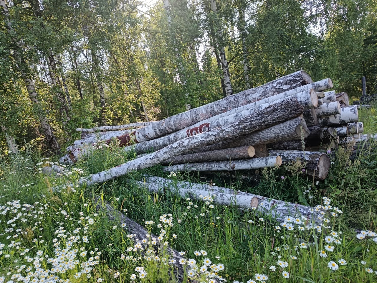 1. Бревна породы береза (дровяная) объемом 0,673 куб.м. - 4 шт.; 2.Древесина породы береза объемом 5,54 куб.м. - 49 шт. -Осина объемом 0,35 куб. м.- 2 шт. -Липа объемом 1,54 куб. м. - 20 шт.