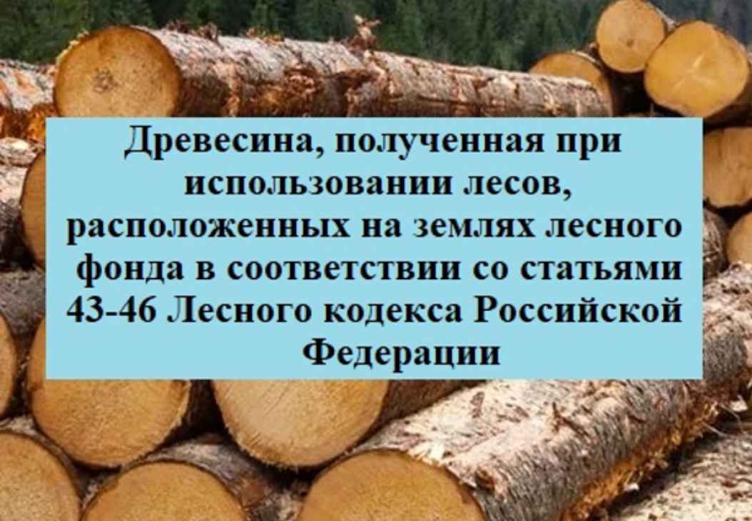 Лот №1 (первичные): Сосна (хлысты деловая древесина 02.20.11.181) – 271,1 куб.м., сосна (хлысты дрова 02.20.14.111) – 39 куб.м., береза (хлысты деловая древесина 02.20.12.164) – 162,3 куб.м., береза (хлысты дрова 02.20.14.117) – 76 куб.м., ель (деловая древесина 02.20.11.182) – 38 куб.м., ель (хлысты дрова 02.20.14.112) – 3 куб.м., осина (деловая древесина 02.20.12.165) – 8 куб.м. Всего древесины: 597,4 куб. м.