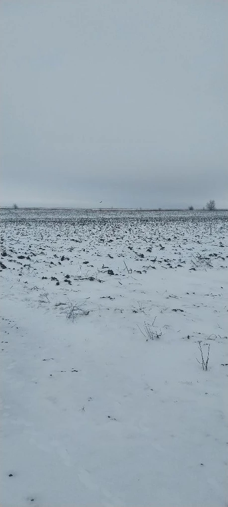 Земельный участок площадью 13 474,00 кв.м. (общая долевая собственность, доля в праве 1/2), категория земель: земли сельскохозяйственного назначения, для ведения садоводства, кадастровый № 61:16:0600007:692, должник Агеев И.М., (Поручение ТУ Росимущества в РО от 25.02.2026 № 61-230-У). Адрес (местоположение): Ростовская область, р-н Кашарский (Киевское сельское поселение), примерно в 1,0 км от ориентира п. Светлый на юго-восток.