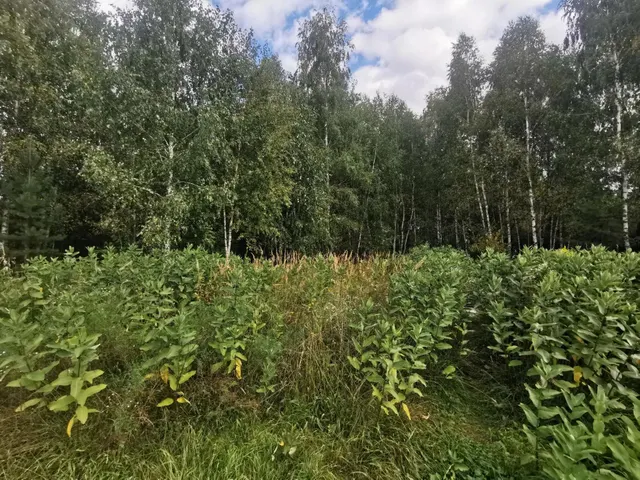 Аукцион в отношении земельного участка с КН: 50:34:0010510:2450