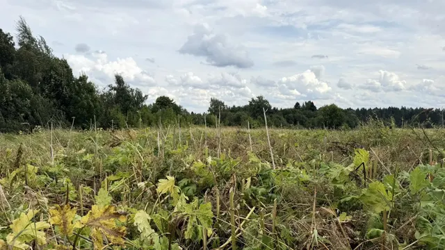 Аукцион в отношении земельного участка с КН 50:08:0090215:1036