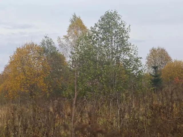Аукцион в отношении земельного участка с КН 50:05:0040410:382