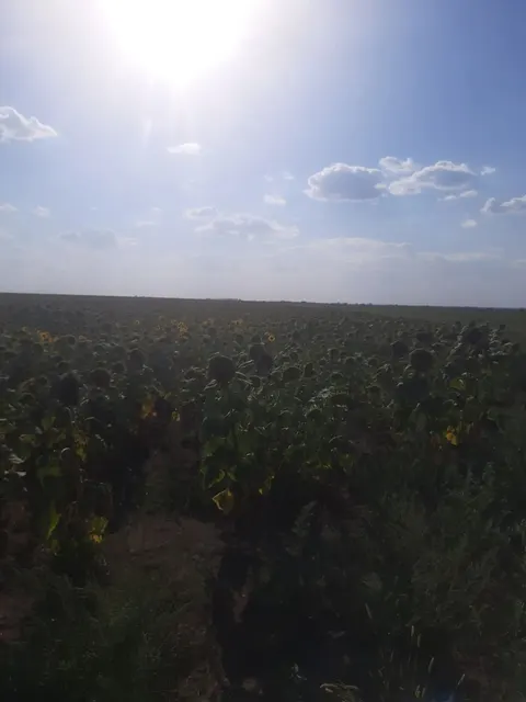 Земельный участок сельскохозяйственного назначения, находящийся в муниципальной собственности,  с кадастровым номером 61:24:0600001:862, площадью 119000 кв.м., категория земель: земли сельскохозяйственного назначения, вид разрешённого использования: сельскохозяйственные угодья пашни, пастбища, расположенный по адресу: Российская Федерация, Ростовская область, Морозовский р-н, в границах землепользования реорганизованного с/х предприятия – колхоз «Ленинское знамя».