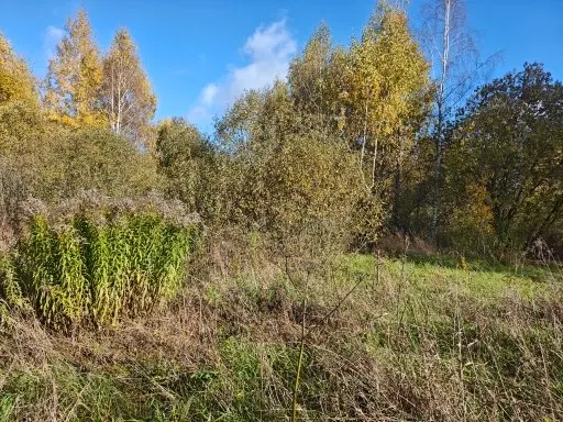 Аукцион в отношении земельного участка с КН 50:29:0010408:1393