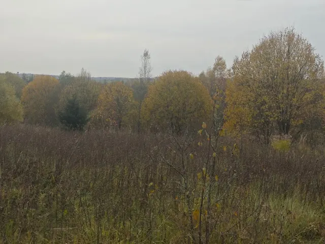 Аукцион в отношении земельного участка с КН 50:05:0040410:381