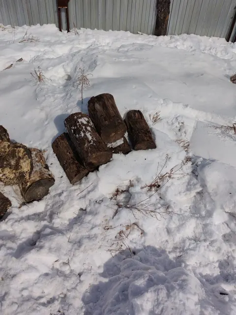 Дерево породы ЛИПА