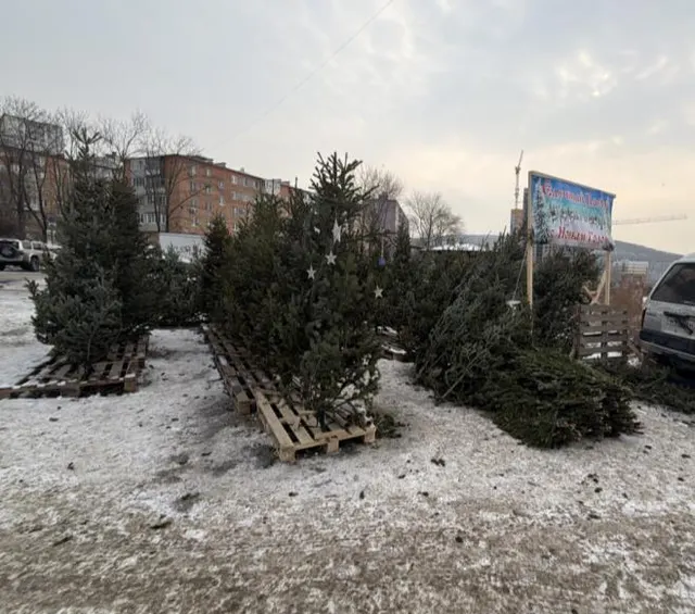 Право включения в схему размещения нестационарного торгового объекта - елочный базар площадью 50,0 кв. м: специализация – новогодние елки, место размещения: г. Владивосток, ул. Полярная, 1, в соответствии с координатами