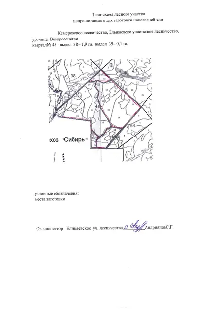 Заготовка новогодних елей и (или) других хвойных пород для новогодних праздников