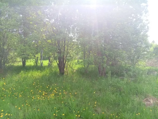 Аукцион в отношении земельного участка с КН 50:31:0050205:1106