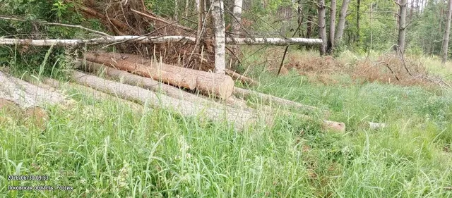 Древесина породы «сосна», «береза», «осина», общий объем 173,32 куб. м.
