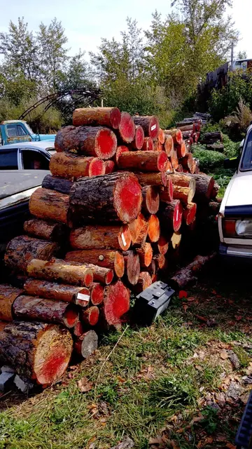 Древесина в виде чурок породы сосна, в количестве 126 шт., объемом 4,4 плот. куб.м.