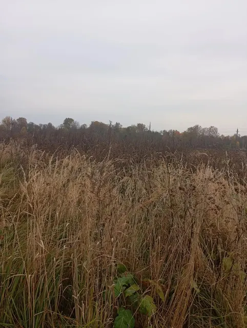 Аукцион в отношении земельного участка с КН 50:18:0090320:1895