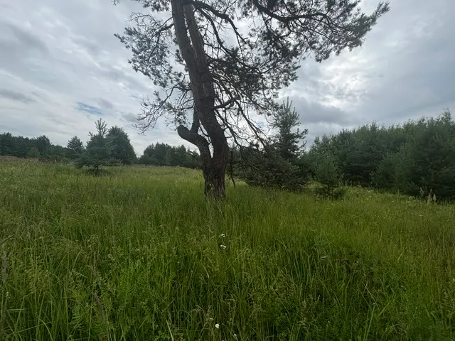 Аукцион в отношении земельного участка с КН 50:29:0040704:352