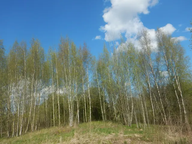 Электронный аукцион по продаже земельного участка для индивидуального жилищного строительства по адресу: Российская Федерация, Санкт-Петербург, внутригородское муниципальное образование Санкт-Петербурга поселок Понтонный, Шлиссельбургское шоссе, земельный участок 26