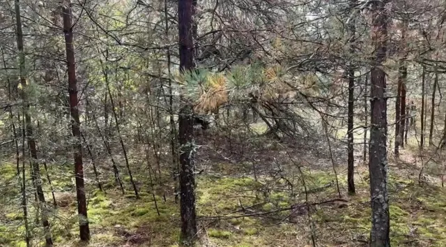 Аукцион в отношении земельного участка с КН: 50:24:0060502:997