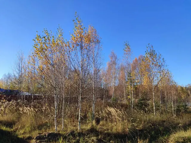 Аукцион в отношении земельного участка с КН 50:24:0040603:746