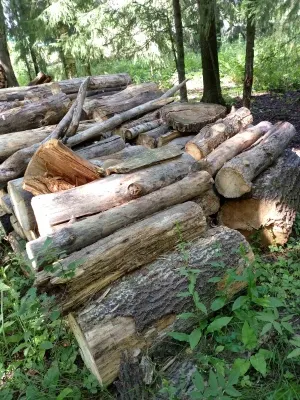 Древесина пород осина, ель, сосна и иной породы в виде деревьев, срубов, фрагментов стволов (годные остатки)