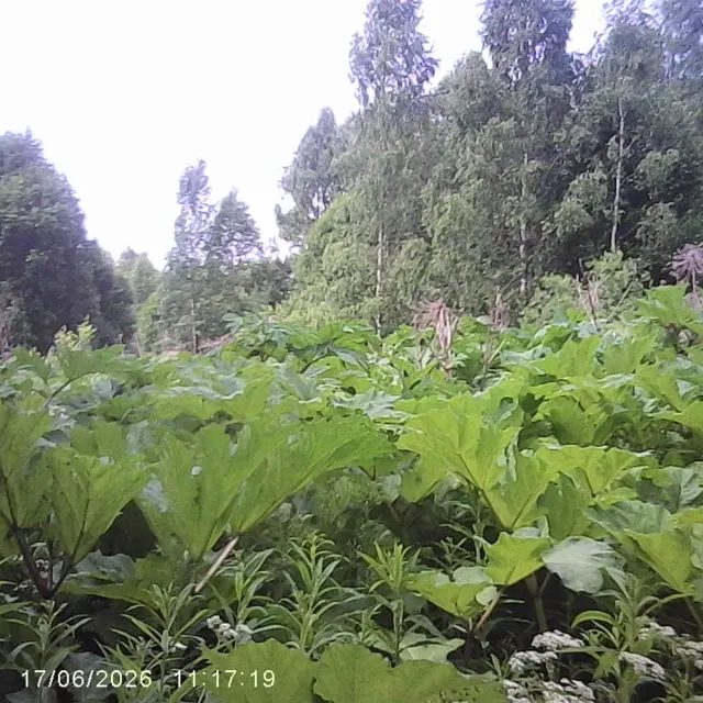 Аукцион в отношении земельного участка с КН 50:06:0070101:903