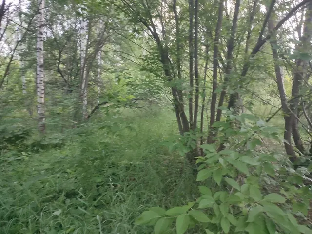 Аукцион в отношении земельного участка с КН: 50:33:0040166:615