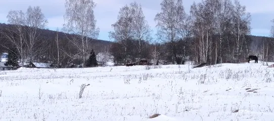 Земельный участок, площадью 4513+/-24 кв.м, кадастровый №24:57:0200004:21, имеется кирпичное строение в разрушенном состоянии, расположенный по  адресу: местоположение установлено относительно ориентира, расположенного в границах участка. Красноярский край, г. Шарыпово, п. Горячегорск, ул. Центральная, 40. Начальная цена продажи 2 842 400 руб. Задаток 426370 руб.